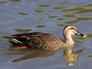 Chinese Spot-Billed Duck (WWT Slimbridge September 2013) - pic by Nigel Key